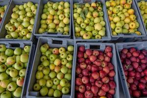 cestas con manzanas recién recogidas foto