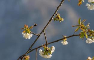 Blooming cherry tree in spring photo