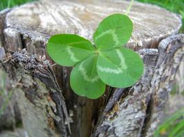 Four-leaf clover flower brings good luck photo