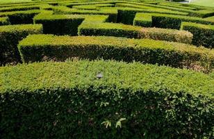 Labyrinth in botanical garden photo