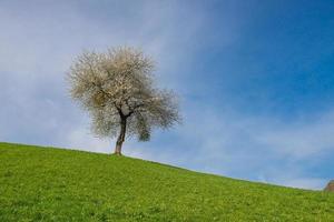 árbol con flores de cerezo foto