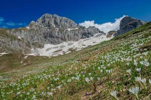 flowery  in the mountains photo