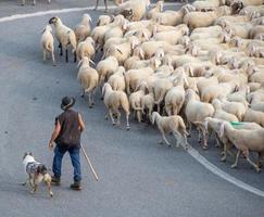 Bergamo Italy 2021 Sheep during the transhumance in the mountains photo