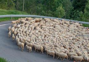 Bergamo Italy 2021 Sheep during the transhumance in the mountains photo