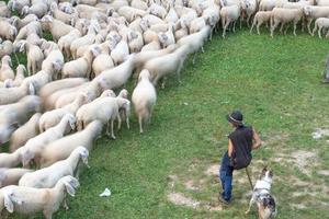 Bergamo Italy 2021 Sheep during the transhumance in the mountains photo