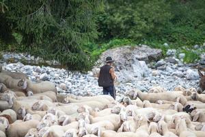 Bergamo Italy 2021 Sheep during the transhumance in the mountains
