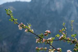 Flowering peach tree photo