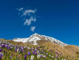 flores de azafrán en las montañas foto