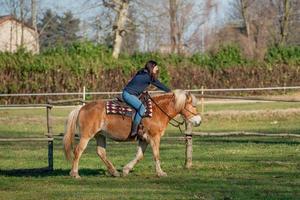 Horses run free photo