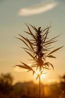Field cultivated with Indian hemp photo