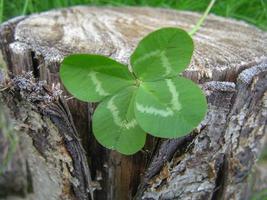 Four-leaf clover flower brings good luck photo