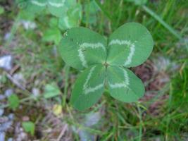 Four-leaf clover flower brings good luck photo