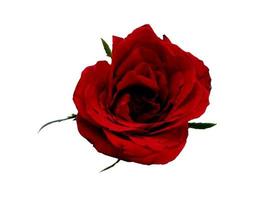 Red rose isolated on white background photo