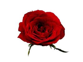 Red rose isolated on white background photo