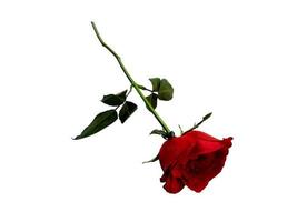 Red rose isolated on white background photo