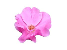 Purple rose isolated on white background photo