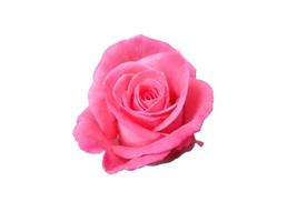 Pink rose isolated on white background photo