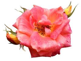 Pink rose isolated on white background photo