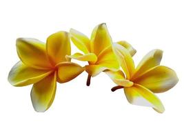 Yellow Plumeria or Frangipani flower isolated on white background photo