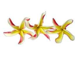 Plumeria or Frangipani flower isolated on white background photo