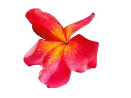 Red Plumeria or Frangipani flower isolated on white background photo