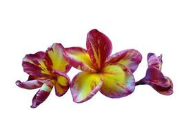 Plumeria or Frangipani flower isolated on white background photo