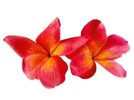 Red Plumeria or Frangipani flower isolated on white background photo