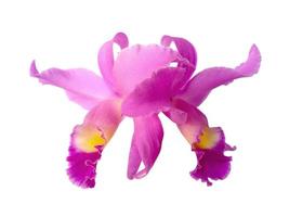 Hermosas flores de orquídeas Cattleya púrpura aisladas sobre fondo blanco foto