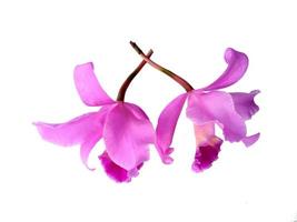 Beautiful purple Cattleya Orchid flowers isolated on white background