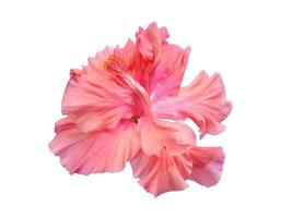 Hibiscus Cultivation flower isolated on white background photo