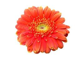 Dahlia flower isolated on white background photo