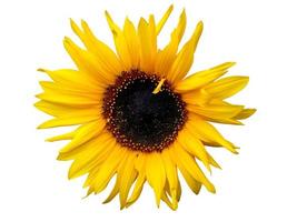 Sunflower isolated on white background photo