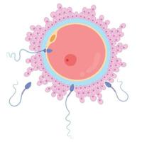 fecundación, óvulos y espermatozoides humanos. vector