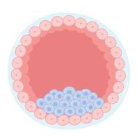 Anatomy of a blastocyst. vector