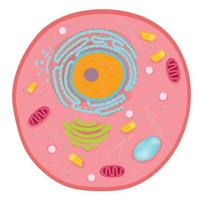 Anatomy of an animal cell. vector