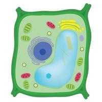 Anatomy of an plant cell. vector
