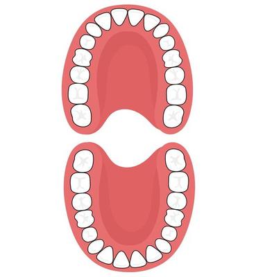 The permanent teeth.