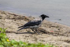 Hooded Crow - Jackdaw standing on the shore of a lake photo
