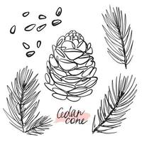 Hand drawing of forest, pine cones with twigs vector