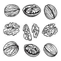 Walnuts, peeled and shelled, hand-drawn vector