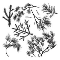 Branches of coniferous trees drawn by hand vector