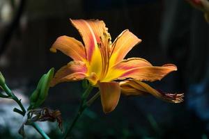 wild orange tiger lily photo