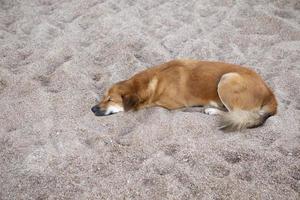 lonely dog lying on sand ground photo