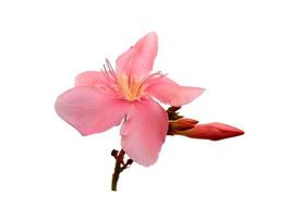 Nerium Oleander flower isolated on white background photo