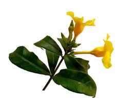 Allamanda cathartica flower isolated on white background photo