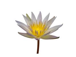 Lotus flower isolated on white background photo