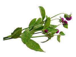 Globe amaranth or Gomphrena globosa green leaf on white background photo