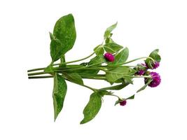 Globe amaranth or Gomphrena globosa green leaf on white background photo