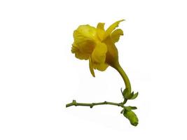 Allamanda cathartica flower isolated on white background photo