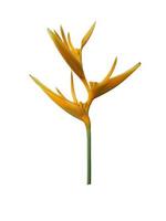 Heliconia angusta or Bird of paradise flower isolated on white background photo